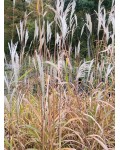Декоративна трава Miscanthus sinensis Ballerina